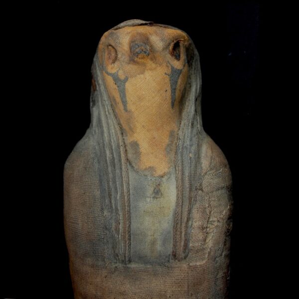 Mummified Falcon