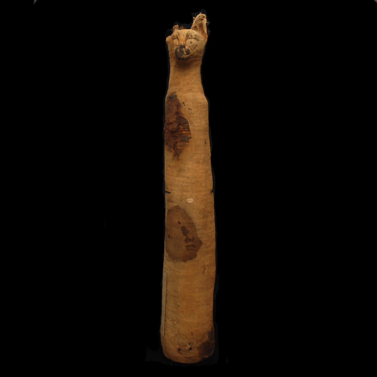 Egyptian mummified cat