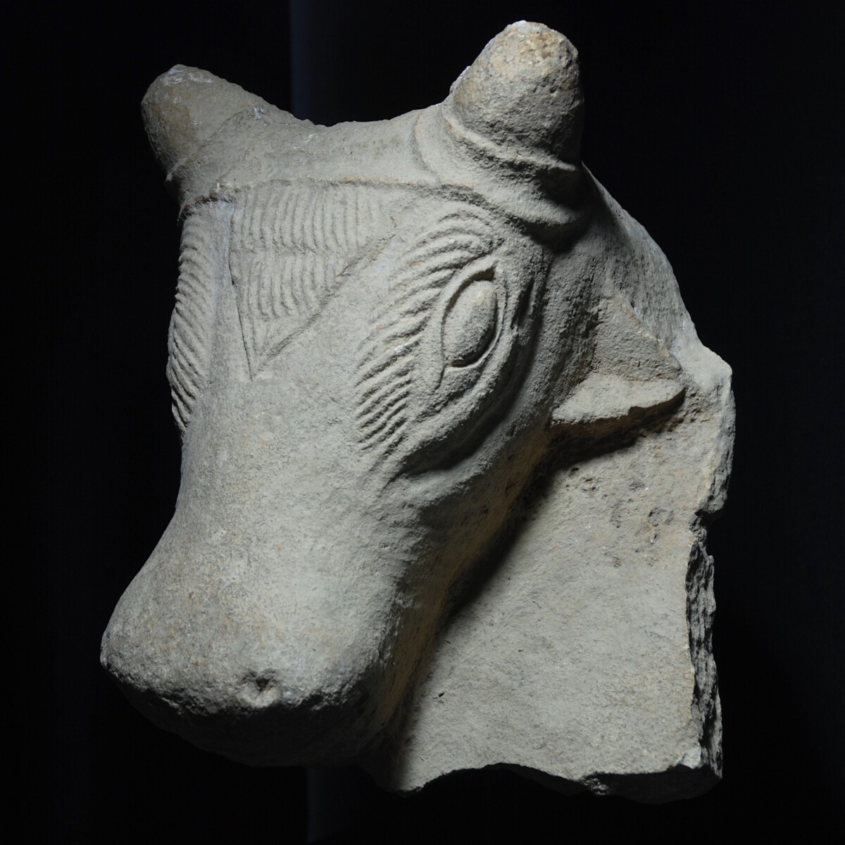 Monumental Sabaean limestone bull half left