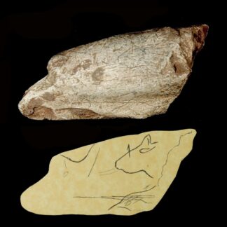 Paläolithisches Knochenfragment mit eingeritzten Tierköpfen aus der berühmten Grotte Les Eyzies