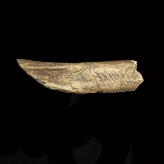 Paläolithisches Knochenfragment mit der Darstellung eines Bären